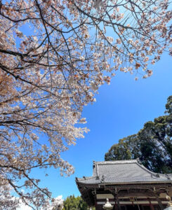 中将姫誓願桜 、さくら、4月春の花、岐阜県岐阜市の観光・撮影スポットの名所