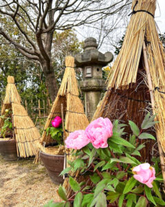 徳川園、冬牡丹、2月の冬の花、名古屋市東区の観光・撮影スポットの画像と写真