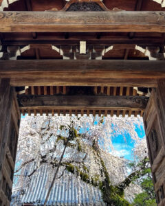 圓明寺、しだれ桜、3月春の花、愛知県犬山市の観光・撮影スポットの画像と写真