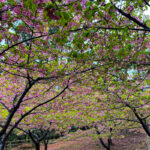蒲郡クラシックホテル、河津桜、3月春の花、愛知県蒲郡市の観光・撮影スポットの名所