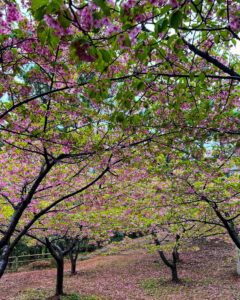 蒲郡クラシックホテル、河津桜、3月春の花、愛知県蒲郡市の観光・撮影スポットの名所