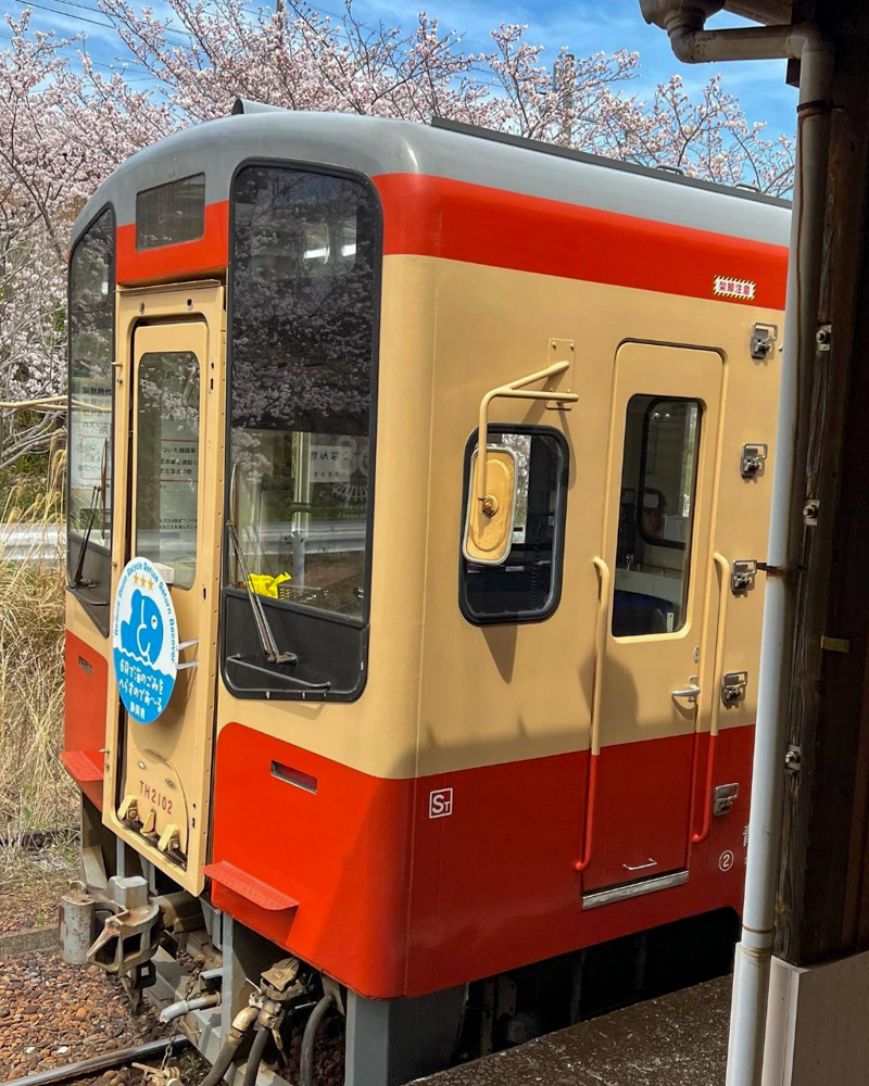 天竜線都田駅、桜、3月春の花、静岡県浜松市の観光・撮影スポットの名所