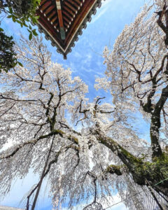 圓明寺、しだれ桜、3月春の花、愛知県犬山市の観光・撮影スポットの画像と写真