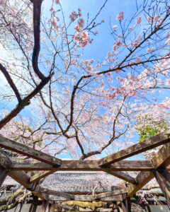 長誓寺、しだれ桜、3月春の花、愛知県一宮市の観光・撮影スポットの画像と写真