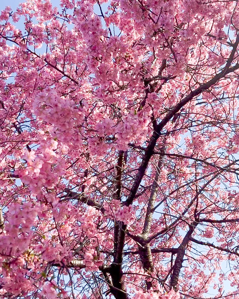 愛知県植木センター、河津桜、3月春の花、愛知県稲沢市の観光・撮影スポットの名所