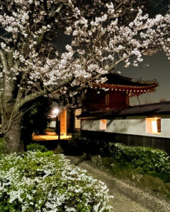堀尾跡公園、桜ライトアップ、3月の春の花、愛知県丹羽郡の観光・撮影スポットの名所
