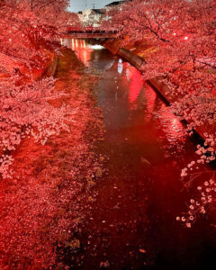 堀尾跡公園、桜ライトアップ、3月の春の花、愛知県丹羽郡の観光・撮影スポットの名所