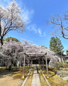 長誓寺、しだれ桜、3月春の花、愛知県一宮市の観光・撮影スポットの画像と写真