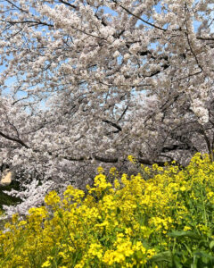 岩倉五条川の桜並木・菜の花、3月春の花、愛知県岩倉市の観光・撮影スポットの画像と写真
