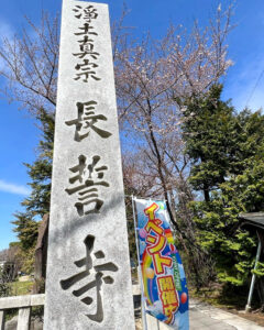 長誓寺、しだれ桜、3月春の花、愛知県一宮市の観光・撮影スポットの画像と写真