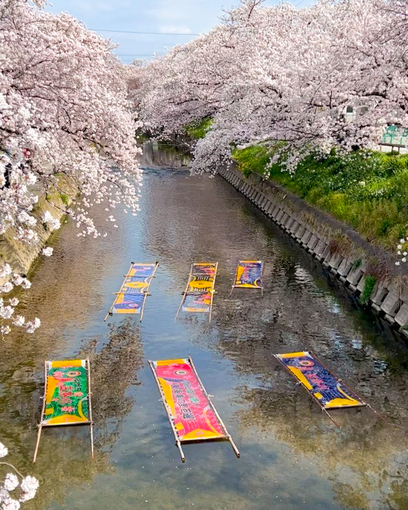 岩倉五条川・のんぼり洗い、3月春の花、愛知県岩倉市の観光・撮影スポットの画像と写真