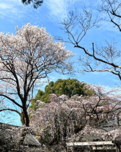 長誓寺、しだれ桜、3月春の花、愛知県一宮市の観光・撮影スポットの画像と写真