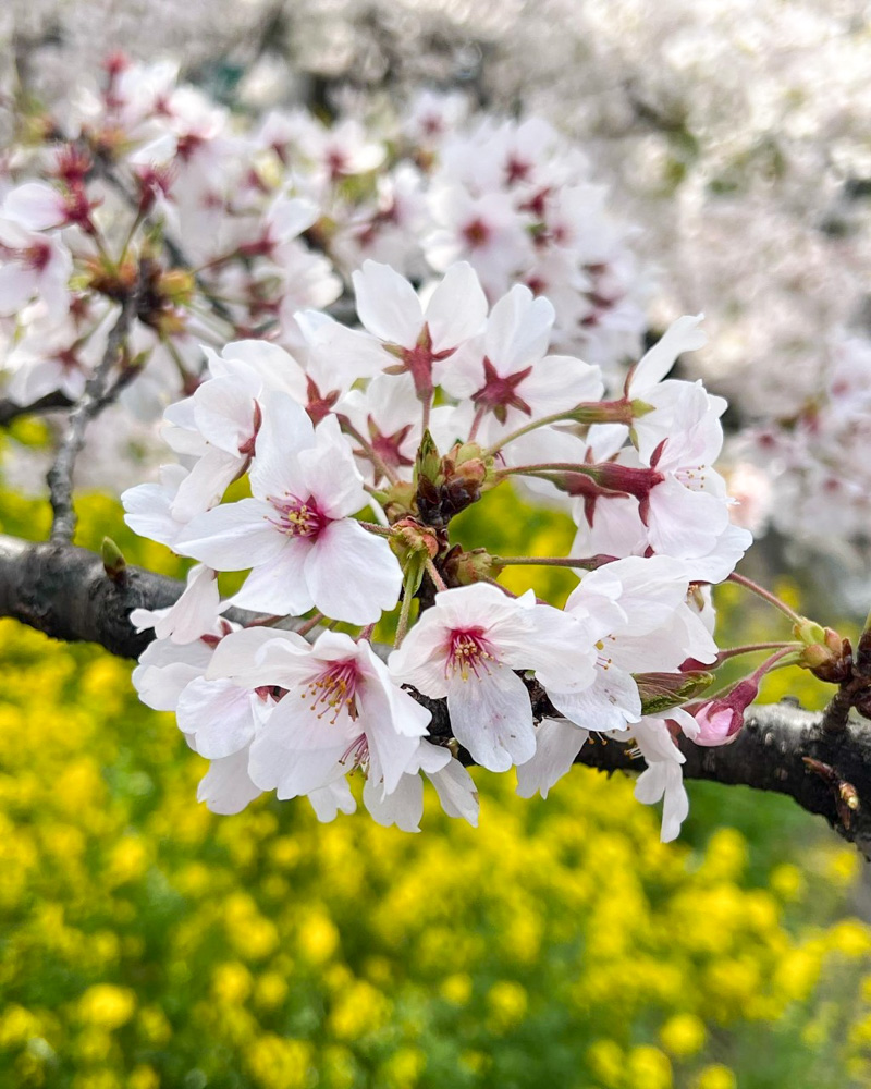 岩倉五条川の桜並木・菜の花、3月春の花、愛知県岩倉市の観光・撮影スポットの画像と写真