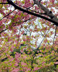 蒲郡クラシックホテル、河津桜、3月春の花、愛知県蒲郡市の観光・撮影スポットの名所