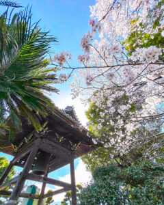 長誓寺、しだれ桜、3月春の花、愛知県一宮市の観光・撮影スポットの画像と写真