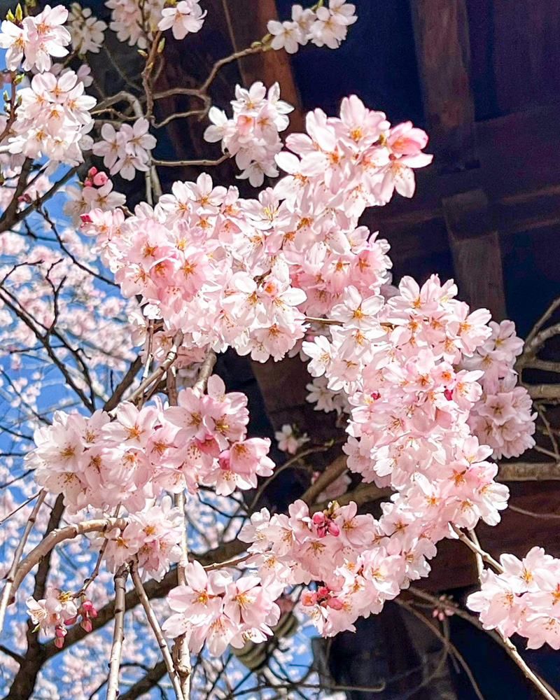 長誓寺、しだれ桜、3月春の花、愛知県一宮市の観光・撮影スポットの画像と写真