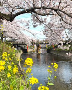 岩倉五条川の桜並木・菜の花、3月春の花、愛知県岩倉市の観光・撮影スポットの画像と写真