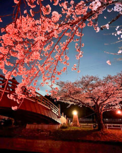 堀尾跡公園、桜ライトアップ、3月の春の花、愛知県丹羽郡の観光・撮影スポットの名所