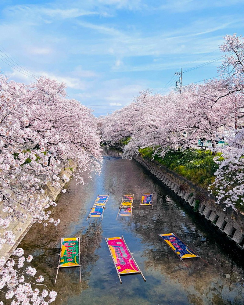 岩倉五条川・のんぼり洗い、3月春の花、愛知県岩倉市の観光・撮影スポットの画像と写真
