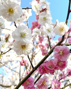 愛知県植木センター、梅、3月春の花、愛知県稲沢市の観光・撮影スポットの名所