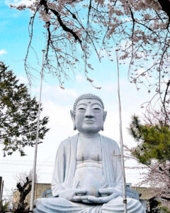 布袋の大仏、桜、3月の春の花、愛知県岩倉市の観光・撮影スポットの名所