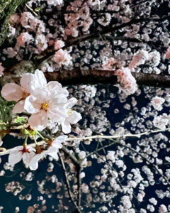 堀尾跡公園、桜ライトアップ、3月の春の花、愛知県丹羽郡の観光・撮影スポットの名所