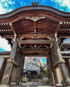 圓明寺、しだれ桜、3月春の花、愛知県犬山市の観光・撮影スポットの画像と写真