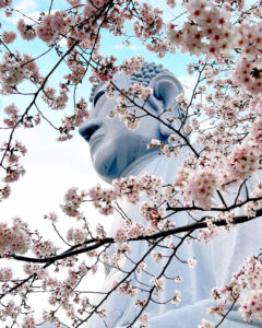 布袋の大仏、桜、3月の春の花、愛知県岩倉市の観光・撮影スポットの名所
