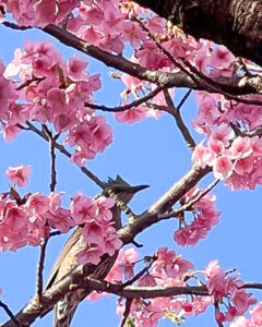愛知県植木センター、河津桜、3月春の花、愛知県稲沢市の観光・撮影スポットの名所