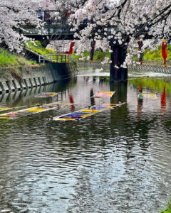 岩倉五条川・のんぼり洗い、3月春の花、愛知県岩倉市の観光・撮影スポットの画像と写真