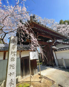 長誓寺、しだれ桜、3月春の花、愛知県一宮市の観光・撮影スポットの画像と写真