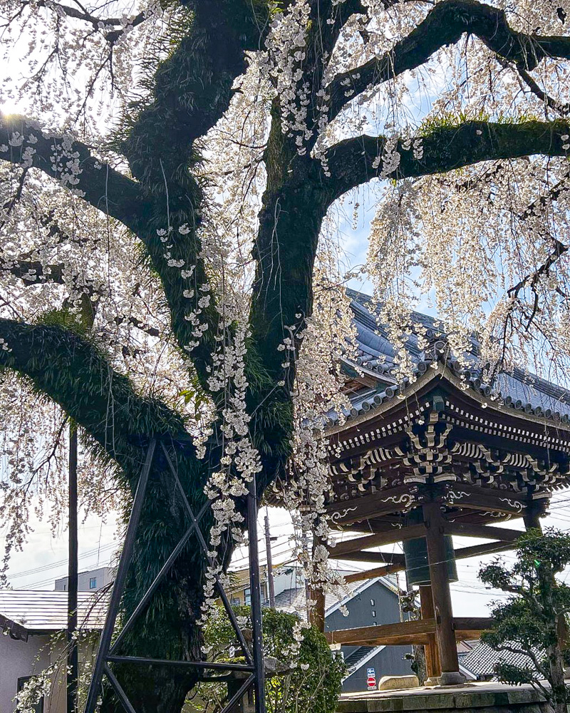 圓明寺、しだれ桜、3月春の花、愛知県犬山市の観光・撮影スポットの画像と写真