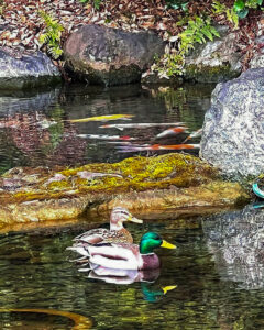 徳川園、2月の冬の花、名古屋市東区の観光・撮影スポットの画像と写真