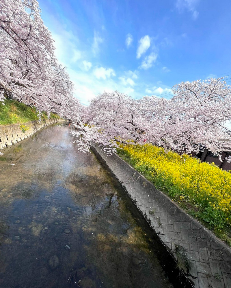 岩倉五条川の桜並木・菜の花、3月春の花、愛知県岩倉市の観光・撮影スポットの画像と写真