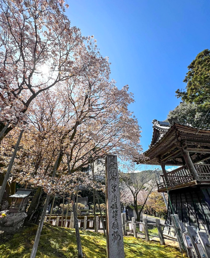 中将姫誓願桜 、さくら、4月春の花、岐阜県岐阜市の観光・撮影スポットの名所