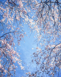 長誓寺、しだれ桜、3月春の花、愛知県一宮市の観光・撮影スポットの画像と写真