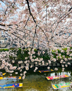 岩倉五条川・のんぼり洗い、3月春の花、愛知県岩倉市の観光・撮影スポットの画像と写真