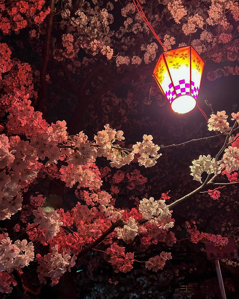 堀尾跡公園、桜ライトアップ、3月の春の花、愛知県丹羽郡の観光・撮影スポットの名所