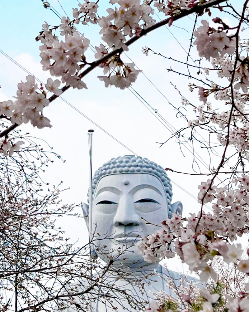 布袋の大仏、桜、3月の春の花、愛知県岩倉市の観光・撮影スポットの名所