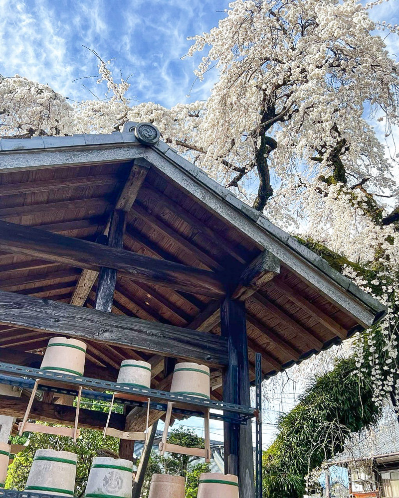 圓明寺、しだれ桜、3月春の花、愛知県犬山市の観光・撮影スポットの画像と写真