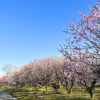 愛知県植木センター、梅、3月春の花、愛知県稲沢市の観光・撮影スポットの名所