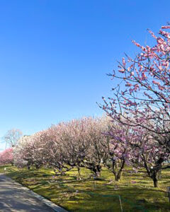 愛知県植木センター、梅、3月春の花、愛知県稲沢市の観光・撮影スポットの名所