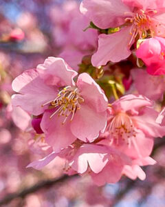 愛知県植木センター、河津桜、3月春の花、愛知県稲沢市の観光・撮影スポットの名所