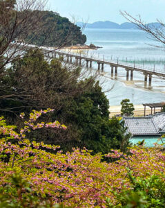 蒲郡クラシックホテル、河津桜、3月春の花、愛知県蒲郡市の観光・撮影スポットの名所