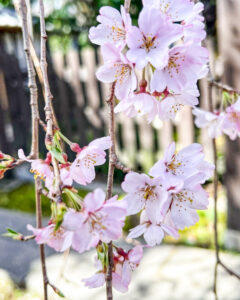 長誓寺、しだれ桜、3月春の花、愛知県一宮市の観光・撮影スポットの画像と写真