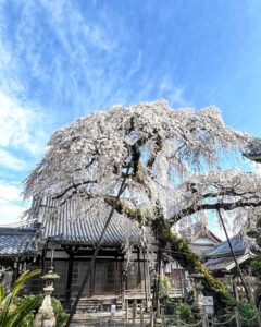 圓明寺、しだれ桜、3月春の花、愛知県犬山市の観光・撮影スポットの画像と写真