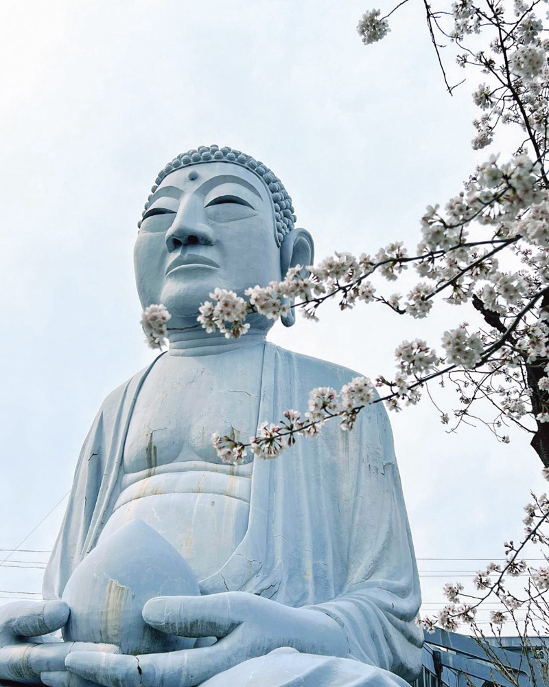 布袋の大仏、桜、3月の春の花、愛知県岩倉市の観光・撮影スポットの名所