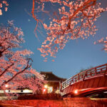 堀尾跡公園、桜ライトアップ、3月の春の花、愛知県丹羽郡の観光・撮影スポットの名所