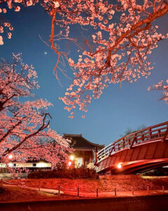 堀尾跡公園、桜ライトアップ、3月の春の花、愛知県丹羽郡の観光・撮影スポットの名所