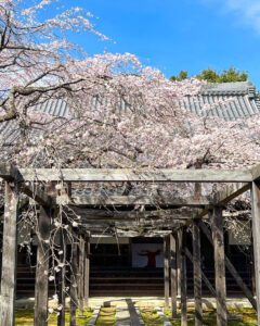 長誓寺、しだれ桜、3月春の花、愛知県一宮市の観光・撮影スポットの画像と写真